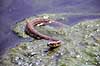 Slange. Hugormesnog ( Scan af KOL2335 ) Natrix maura, Colubridae Sousse Tunesien Afrika krybdyr Slanger, snog, snoge