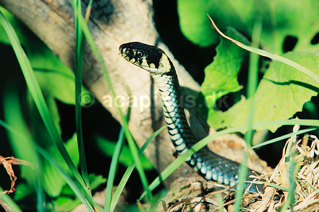 Snog. Almindelig snog ( Scan af KOL7027 ); Natrix natrix, Colubridae; Zoologisk Have, K�benhavn; ; ; krybdyr; Slanger, snoge