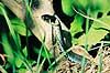 Snog. Almindelig snog ( Scan af KOL7027 ) Natrix natrix, Colubridae Zoologisk Have, K�benhavn   krybdyr Slanger, snoge