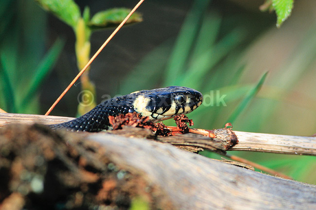 Snog. Almindelig snog ( Scan af KOL7021 ); Natrix natrix, Colubridae; Zoologisk Have, K�benhavn; ; ; krybdyr; Slanger, snoge