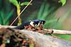 Snog. Almindelig snog ( Scan af KOL7021 ) Natrix natrix, Colubridae Zoologisk Have, K�benhavn   krybdyr Slanger, snoge