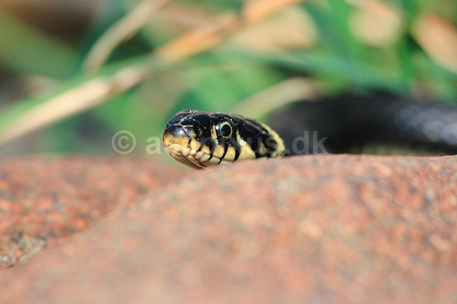 Snog. Almindelig snog ( Scan af KOL7025 ); Natrix natrix, Colubridae; Zoologisk Have, K�benhavn; ; ; krybdyr; Slanger, snoge