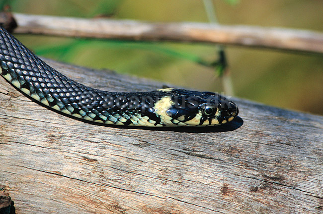 Snog. Almindelig snog ( Scan af KOL7024 ); Natrix natrix, Colubridae; Zoologisk Have, K�benhavn; ; ; krybdyr; Slanger, snoge