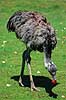Nandu. Nandu ( Scan af KOL6282 ) Rhea americana, Rheidae K�benhavn ZOO   fugle Strudsefugle