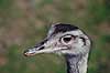 Nandu. Nandu ( Scan af KOL486 ) Rhea americana, Rheidae K�benhavn ZOO   fugle Strudsefugle