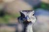 Nandu. Nandu ( Scan af KOL488 ) Rhea americana, Rheidae K�benhavn ZOO   fugle Strudsefugle