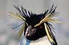 Springpingvin. Spring pingvin ( Scan af KOL518 ) Eudyptes crestatus, Spheniscidae K�benhavn ZOO   fugle Pingviner