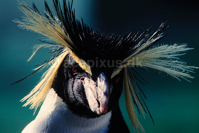 Springpingvin. Spring pingvin ( Scan af KOL513 ); Eudyptes crestatus, Spheniscidae; K�benhavn ZOO; ; ; fugle; Pingviner