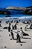 Brille pingvin. Brillepingvin ( Scan af KOL4633 ) Spheniscus demersus, Spheniscidae Simon's Town / Cape Pininsula Sydafrika Afrika fugle Pingviner