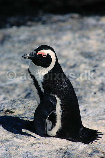 Brille pingvin. Brillepingvin ( Scan af KOL4637 ); Spheniscus demersus, Spheniscidae; Simon's Town / Cape Pininsula; Sydafrika; Afrika; fugle; Pingviner
