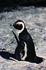 Brille pingvin. Brillepingvin ( Scan af KOL4637 ) Spheniscus demersus, Spheniscidae Simon's Town / Cape Pininsula Sydafrika Afrika fugle Pingviner