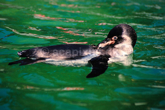 Humboldtpingvin. Humboldt pingvin ( Scan af KOL511 ); Spheniscus humboldti, Spheniscidae; K�benhavn ZOO; ; ; fugle; Pingviner
