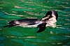 Humboldtpingvin. Humboldt pingvin ( Scan af KOL511 ) Spheniscus humboldti, Spheniscidae K�benhavn ZOO   fugle Pingviner