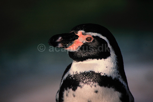 Humboldtpingvin. Humboldt pingvin ( Scan af KOL512 ); Spheniscus humboldti, Spheniscidae; K�benhavn ZOO; ; ; fugle; Pingviner