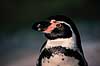 Humboldtpingvin. Humboldt pingvin ( Scan af KOL512 ) Spheniscus humboldti, Spheniscidae K�benhavn ZOO   fugle Pingviner