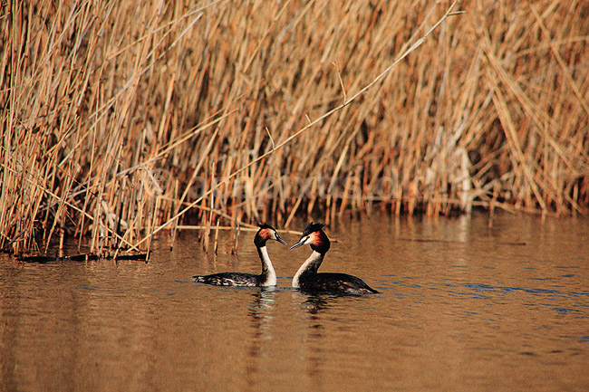 Toppetlappedykker. Toppet lappedykker ( Scan af KOL3654 ); Podiceps cristatus, Podicipedidae; Utterslev Mose / Sj�lland; ; ; fugle; Lappedykkere