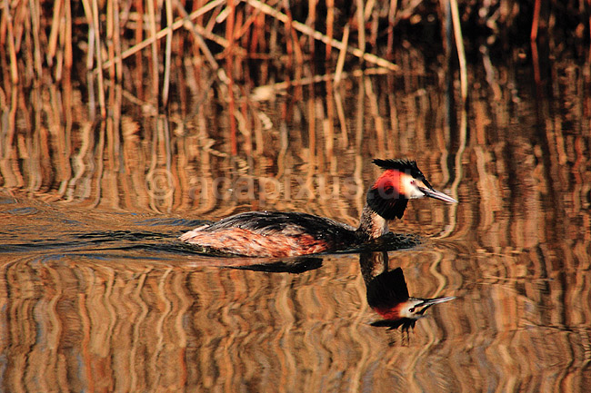 Lappedykker. Toppet lappedykker ( Scan af KOL3655 ); Podiceps cristatus, Podicipedidae; Utterslev Mose / Sj�lland; ; ; fugle; Lappedykkere