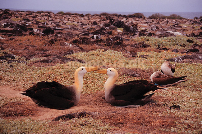 Galapagosalbatros. Galapagos albatros ( Scan af KOL4862 ); Diomedia irrorata, Diomedeidae; Espa�ola / Galapagos; Equador; Sydamerika; fugle; Albatrosser