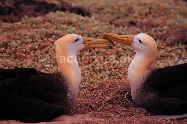 Galapagosalbatros. Galapagos albatros ( Scan af KOL4863 ); Diomedia irrorata, Diomedeidae; Espa�ola / Galapagos; Equador; Sydamerika; fugle; Albatrosser