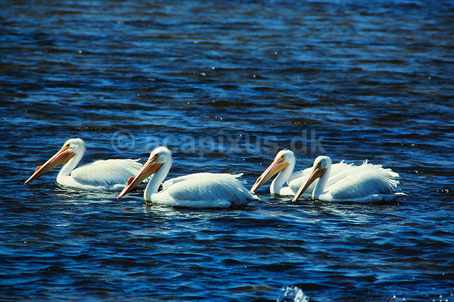 Pelikan. Amerikansk Hvid Pelikan ( Scan af KOL2125 ); Pelecanus erythrorhynchos, Pelecanidae; Ding Darling NWR / Sanibel Island / Florida; USA; Nordamerika; fugle; Pelikaner