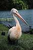 Pelikan. Australsk pelikan ( Scan af KOL2512 ) Pelecanus conspicillatus, Pelecanidae Lake Barrine / Atherton Tablelands / Queensland Australien Australien fugle Pelikaner