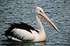 Pelikan. Australsk pelikan ( Scan af KOL2509 ) Pelecanus conspicillatus, Pelecanidae Lake Barrine / Atherton Tablelands / Queensland Australien Australien fugle Pelikaner