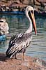 Pelikan. Brun pelican ( Scan af KOL1694 ) Pelecanus occidentalis, Pelecanidae Lima ZOO / Lima Peru Sydamerika fugle Pelikaner