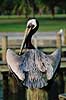 Pelikan. Brun pelikan ( Scan af KOL2128 ) Pelecanus occidentalis, Pelecanidae Flamingo / Everglades NP / Florida USA Nordamerika fugle Pelikaner