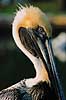 Pelikan. Brun pelikan ( Scan af KOL3656 ) Pelecanus occidentalis, Pelecanidae Flamingo / Everglades NP / Florida USA Nordamerika fugle Pelikaner