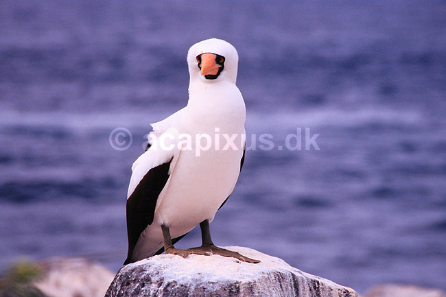 Maske sule. Maskesule ( Scan af KOL4877 ); Sula dactylatra, Sulidae; Espa�ola / Galapagos; Equador; Sydamerika; fugle; Suler
