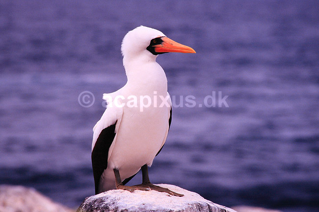 Maske sule. Maskesule ( Scan af KOL4876 ); Sula dactylatra, Sulidae; Espa�ola / Galapagos; Equador; Sydamerika; fugle; Suler