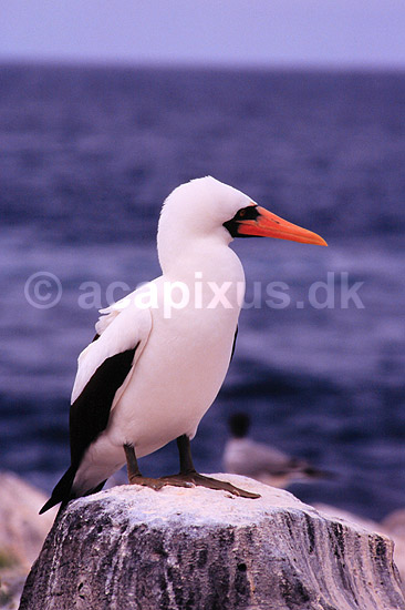 Maske sule. Maskesule ( Scan af KOL4878 ); Sula dactylatra, Sulidae; Espa�ola / Galapagos; Equador; Sydamerika; fugle; Suler