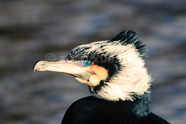 Skarv. Skarv ( Scan af KOL6504 ); Phalacrocorax carbo, Phalacrocoracidae; K�benhavn ZOO; ; ; fugle; Skarver