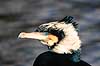 Skarv. Skarv ( Scan af KOL6504 ) Phalacrocorax carbo, Phalacrocoracidae K�benhavn ZOO   fugle Skarver