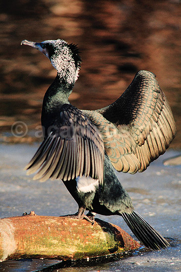 Skarv. Skarv ( Scan af KOL3658 ); Phalacrocorax carbo, Phalacrocoracidae; K�benhavn ZOO; ; ; fugle; Skarver