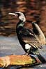 Skarv. Skarv ( Scan af KOL3657 ) Phalacrocorax carbo, Phalacrocoracidae K�benhavn ZOO   fugle Skarver