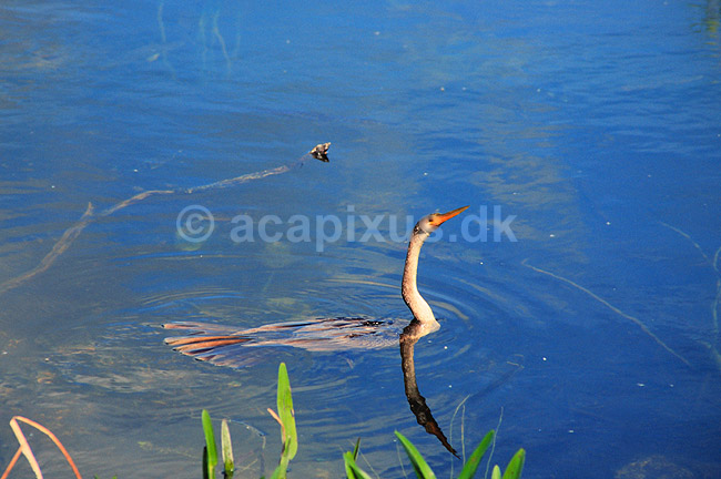 Anhinga. Anhinga ( Scan af KOL2134 ); Anhinga anhinga, Anhingidae; Anhinga Trail / Everglades NP / Florida; USA; Nordamerika; fugle; Anhingaer