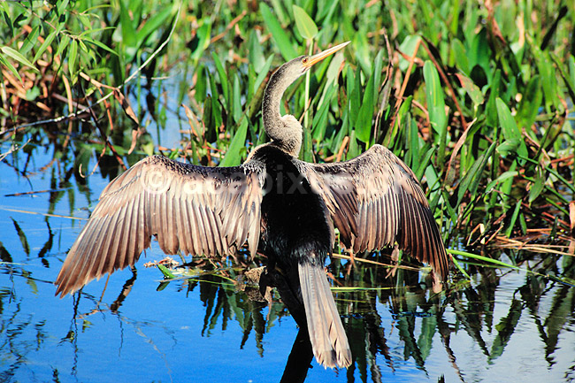 Anhinga. Anhinga ( Scan af KOL2137 ); Anhinga anhinga, Anhingidae; Anhinga Trail / Everglades NP / Florida; USA; Nordamerika; fugle; Anhingaer