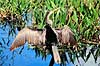 Anhinga. Anhinga ( Scan af KOL2137 ) Anhinga anhinga, Anhingidae Anhinga Trail / Everglades NP / Florida USA Nordamerika fugle Anhingaer