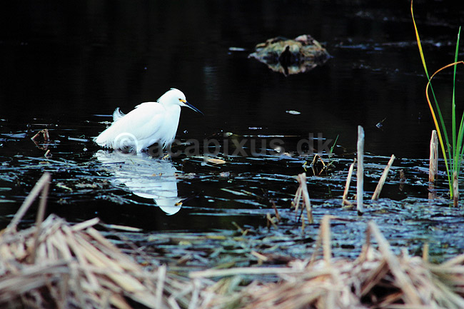 Hejre. Snehejre ( Scan af KOL2143 ); Egretta thula, Ardeidae; Eco Pond / Everglades NP / Florida; USA; Nordamerika; fugle; Hejrer