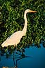 Hejre. S�lvhejre ( Scan af KOL2524 ) Egretta alba, Ardeidae Yellow Waters / Kakadu NP / Northern Territory Australien Australien fugle Hejrer