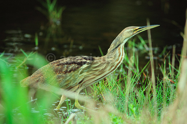 R�rdrum. Amerikansk R�rdrum ( Scan af KOL2142 ); Botaurus lentiginosus, Ardeidae; Eco Pond / Everglades NP / Florida; USA; Nordamerika; fugle; Hejrer, hejre, r�rdrummer