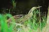 R�rdrum. Amerikansk R�rdrum ( Scan af KOL2142 ) Botaurus lentiginosus, Ardeidae Eco Pond / Everglades NP / Florida USA Nordamerika fugle Hejrer, hejre, r�rdrummer
