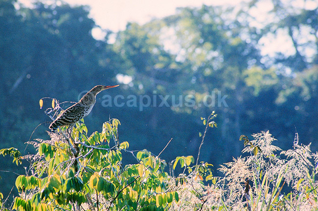 Tigerhejre. Mexicansk tiger hejre, ungfugl ( Scan af KOL1696 ); Tigrisoma lineatum, Ardeidae; Tambopata-Candamo Reserve / Amazonas; Peru; Sydamerika; fugle; Hejrer