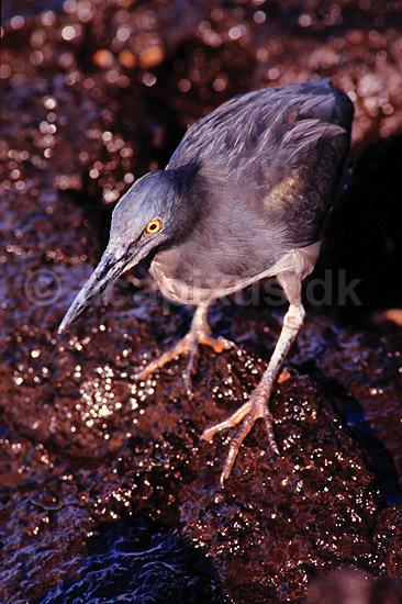 Hejre. Lava hejre ( Scan af KOL4885 ); Butorides striatus sundevalli, Ardeidae; San Salvador / Galapagos; Equador; Sydamerika; fugle; Hejrer
