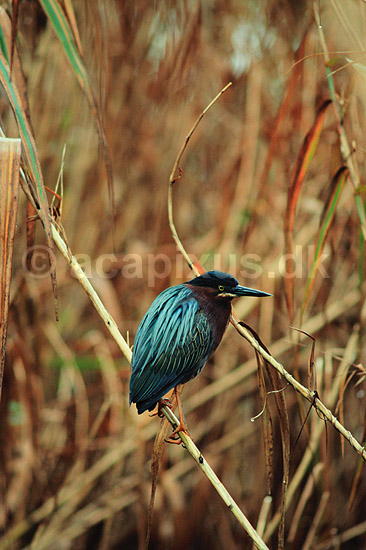 Krabbe hejre. Krabbehejre ( Scan af KOL2147 ); Butorides striatus, Ardeidae; Anhinga Trail / Everglades NP / Florida; USA; Nordamerika; fugle; Hejrer
