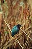 Krabbe hejre. Krabbehejre ( Scan af KOL2147 ) Butorides striatus, Ardeidae Anhinga Trail / Everglades NP / Florida USA Nordamerika fugle Hejrer