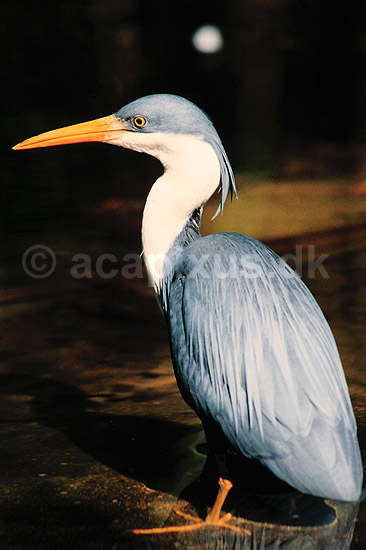 Hejre. Broget hejre ( Scan af KOL2519 ); Ardea picata, Ardeidae; Territory Wildlife Park / Northern Territory; Australien; Australien; fugle; Hejrer