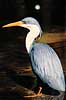 Hejre. Broget hejre ( Scan af KOL2519 ) Ardea picata, Ardeidae Territory Wildlife Park / Northern Territory Australien Australien fugle Hejrer