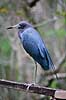 Hejre. Lille Bl�hejre ( Scan af KOL2162 ) Egretta caerulea, Ardidae Corkscrew Swamp Sanctuary / Florida USA Nordamerika fugle Hejrer